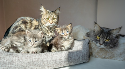 family portrait of sweet maine coon cats kittens