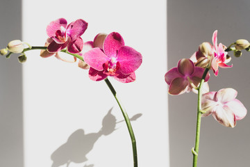 Close up of bright pink phalaenopsis orchid against white background with unusual shadows and matte filter effect (selective focus)