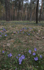 blue periwinkle flowers in the forest
