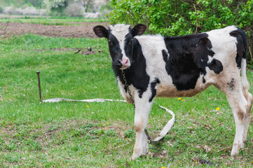 black and white calf tied to a stake