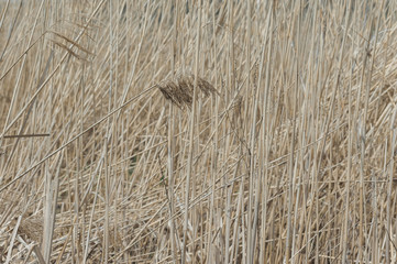 dry reed in full frame
