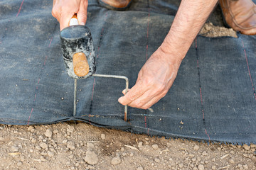 Preparing a ground with mesh to prevent weeds from growing and installing drip irrigation