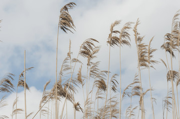 dry reed against the blue sky
