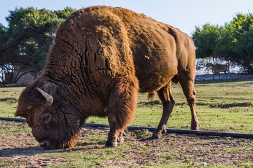Bisonte comiendo  en un campo de hierba