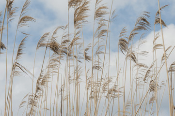 dry reed against the blue sky
