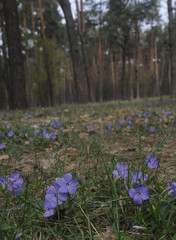 blue periwinkle flowers in the forest