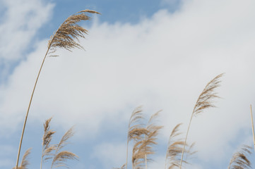 dry reed against the blue sky
