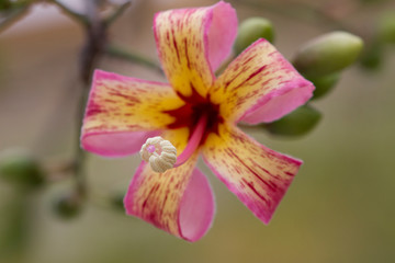 Flor de hibisco rosa y amarilla mezclada con otros colores