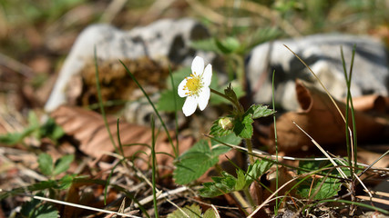 Wald-Erdbeere, Fragaria vesca, Blüte im Frühling