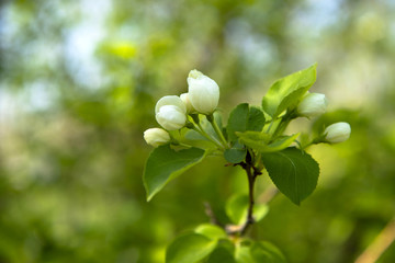 spring blooming tree. tree, green, leafing, flowers, blossom, spring, sun, warmth, spring weather, birds, sparrow