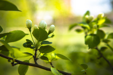 spring blooming tree. tree, green, leafing, flowers, blossom, spring, sun, warmth, spring weather, birds, sparrow