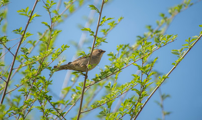 spring blooming tree. tree, green, leafing, flowers, blossom, spring, sun, warmth, spring weather, birds, sparrow