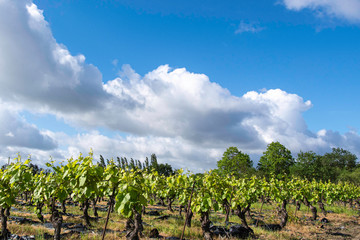 Fototapeta na wymiar beautiful vineyard in france under a great blue sky 