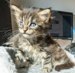 cute maine coon kitten with intensive blue eyes