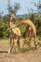Naklejka na ściany i meble Two Masai giraffe fighting in grassy clearing