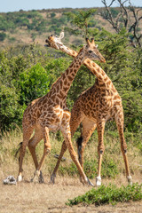 Naklejka na ściany i meble Two Masai giraffe in grassy clearing necking