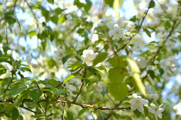 Obraz premium spring blooming tree. tree, green, leafing, flowers, blossom, spring, sun, warmth, spring weather, birds, sparrow
