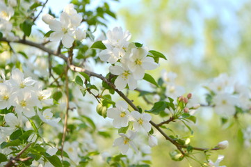 spring blooming tree. tree, green, leafing, flowers, blossom, spring, sun, warmth, spring weather, birds, sparrow