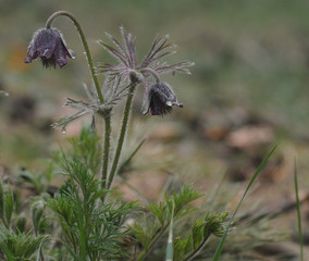 Spring flowers. The bush of the first spring flowers in the forest. Flowers dream grass. Primroses.
