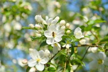 spring blooming tree. tree, green, leafing, flowers, blossom, spring, sun, warmth, spring weather, birds, sparrow