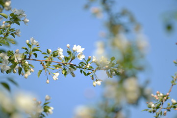 spring blooming tree. tree, green, leafing, flowers, blossom, spring, sun, warmth, spring weather, birds, sparrow