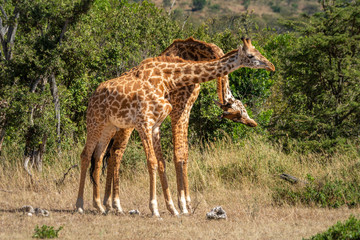 Naklejka na ściany i meble Two Masai giraffe necking in grassy clearing