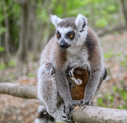 Obraz premium Katta mit Jungtier