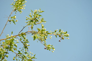 spring blooming tree. tree, green, leafing, flowers, blossom, spring, sun, warmth, spring weather, birds, sparrow