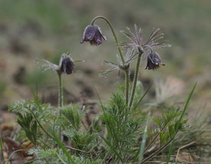 Spring flowers. The bush of the first spring flowers in the forest. Flowers dream grass. Primroses.