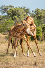 Two Masai giraffe stand fighting near trees