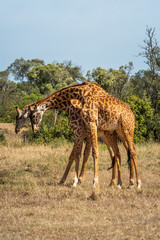 Naklejka na ściany i meble Two Masai giraffe stand fighting on savannah