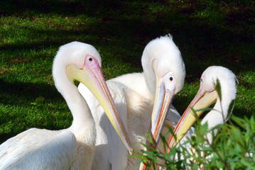 Pelicans at the zoo brush feathers before the rain