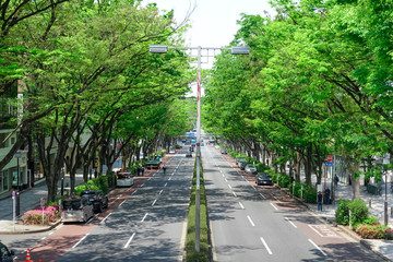 表参道、新緑のケヤキ並木