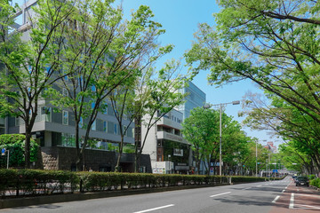 表参道のケヤキ並木