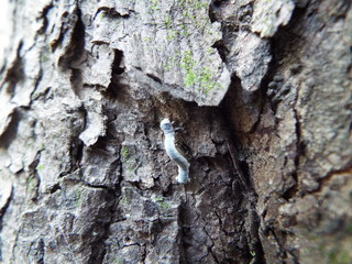 イモムシ 幼虫 larva of moth