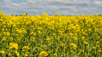 einzelne Rapspflanzen in einem Feld