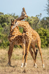 Two Masai giraffe stand necking in grassland