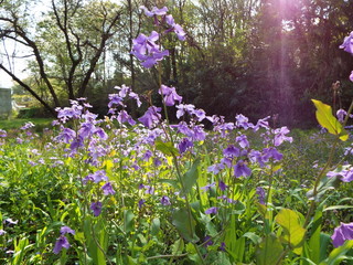 オオアライセイトウ purple flower