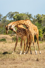 Naklejka na ściany i meble Two Masai giraffe stand necking on grass