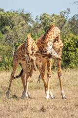 Two Masai giraffe stand necking on grassland