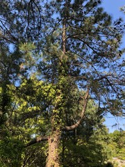 公園
