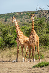 Naklejka na ściany i meble Two Masai giraffe stand side-by-side in clearing