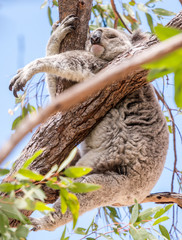 Koala durmiendo. Koala en libertad, de cerca, en la cima de un arbol descansando despues de un largo dia. Australia
