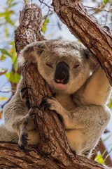 Koala durmiendo. Koala en libertad, de cerca, en la cima de un arbol descansando despues de un largo dia. Australia
