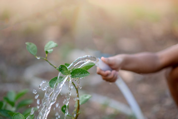 The hand of a cute little boy is watering the plants in his garden.