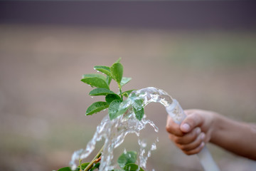 The hand of a cute little boy is watering the plants in his garden.