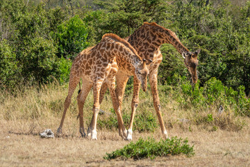 Two Masai giraffe stand with lowered heads