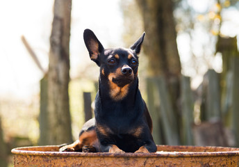 Sad dog of toy terrier breed lies on a rusty surface in nature