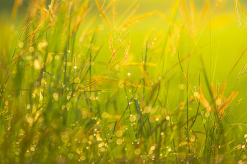 Bokeh of dew drops on green grass fields in rural areas of Thailand With the morning sun light.soft focus.
