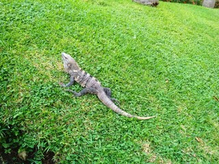 Dreaming iguana on the green grass